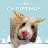 SpringerDoodles at the Beach Custom Christmas Porcelain 2024 Ornament All Doodles All Pets