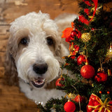 SpringerDoodles at the Beach Custom Christmas Porcelain 2024 Ornament All Doodles All Pets
